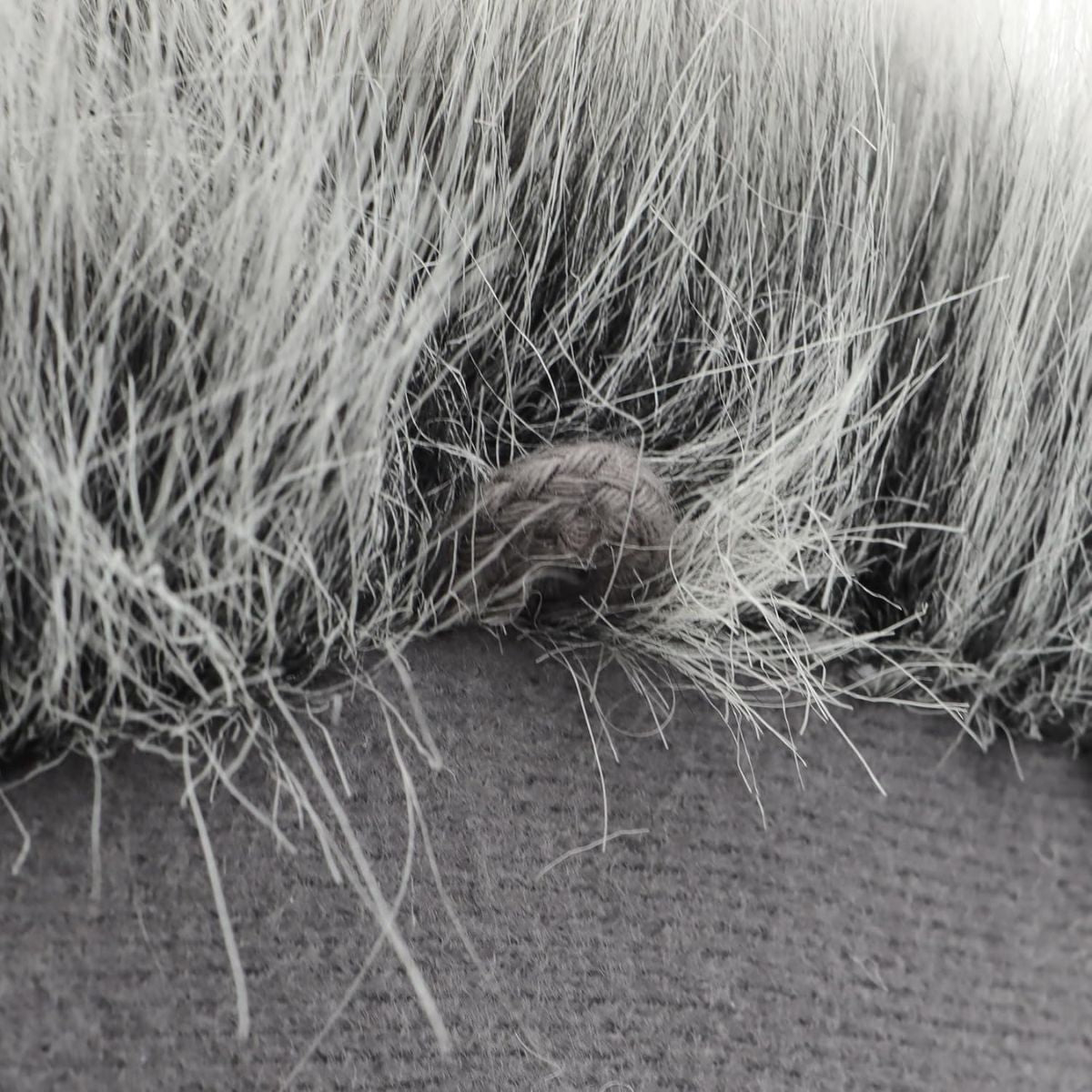 Wild & Soft Josh The Raccoon Soft Plush Wall Decoration